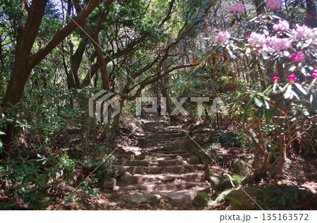 宝満山登山道 満開のシャクナゲの花 宝満山登山道 満開のシャクナゲの花 135163572