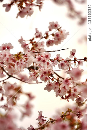 朝に照らされる桜 135163589