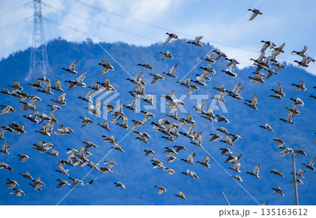 飛翔するマガモの大群 135163612