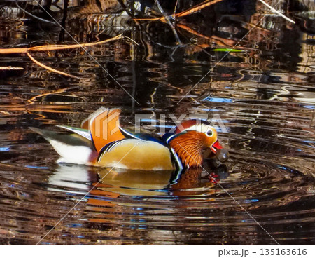 エサの貝をくわえたオシドリのオス 135163616