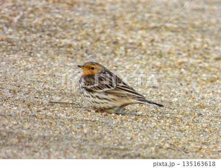地面に降りたムネアカタヒバリ 地面に降りたムネアカタヒバリ 135163618