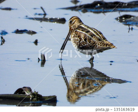 蓮根畑で採餌中のタシギ 135163619