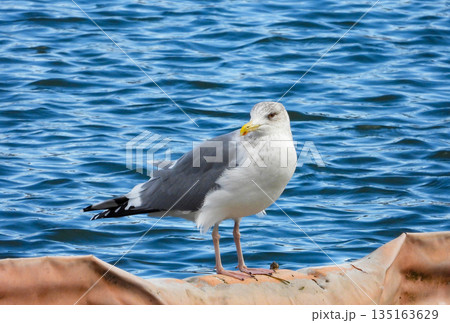 水辺に佇むセグロカモメ 135163629