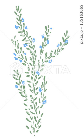 ローズマリーの手書き風カラーイラスト素材（フレーム・リース・パターンなど） 135163665