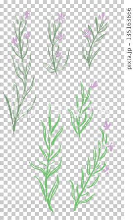 Hand-drawn color illustrations of rosemary (frames, wreaths, patterns, etc.) 135163666