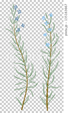 Hand-drawn color illustrations of rosemary (frames, wreaths, patterns, etc.) Hand-drawn color illustrations of rosemary (frames, wreaths, patterns, etc.) 135163667