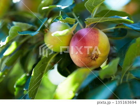 Nature, fruit and apple on trees for agriculture, orchard farming and harvesting on farm. Spring, sustainability and closeup of red and green apples on branch for organic, healthy and natural produce 135163694
