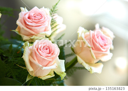 Closeup of bouquet of pink roses, nature and flowers with botany, gift and celebration with romance or friendship. Plant, botanical and love with symbol of affection, natural and floral with blossom Closeup of bouquet of pink roses, nature and flowers with botany, gift and celebration with romance or friendship. Plant, botanical and love with symbol of affection, natural and floral with blossom 135163823