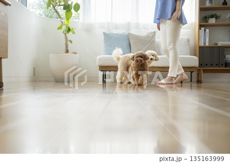 フローリングのリビングルームの中を走る2匹の小型犬(トイプードルとビションプー) フローリングのリビングルームの中を走る2匹の小型犬(トイプードルとビションプー) 135163999