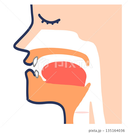音声器官と声道断面図 135164036