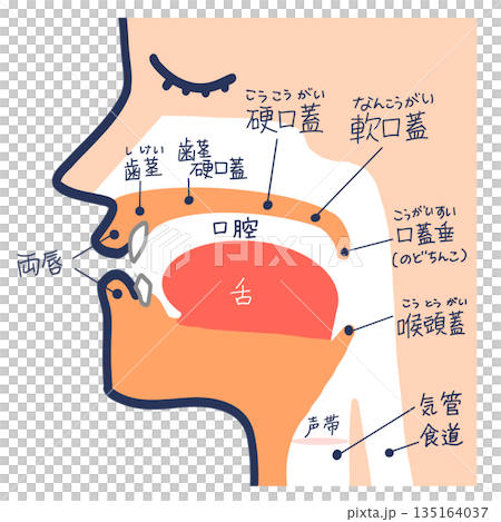 音声器官と声道断面図 135164037