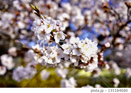 満開の桜 満開の桜 135164080