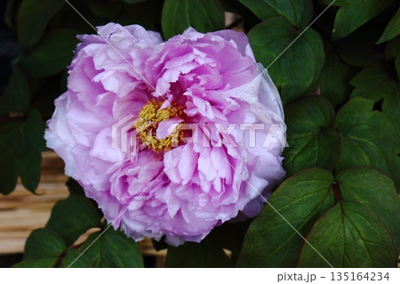 2026年1月に上野のぼたん苑に咲いた「鎌田藤（かまたふじ）」という名の冬ぼたん（9） 135164234