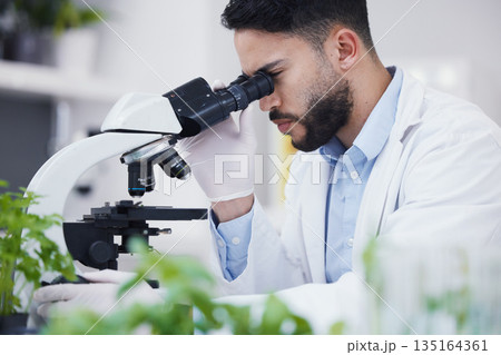 Plant science, microscope and man in a laboratory with sustainability, ecology and botany research. Leaf growth, study and male scientist in a lab for agriculture development and scope testing 135164361