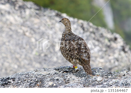 岩で休む夏毛の雷鳥_甲斐駒ヶ岳 岩で休む夏毛の雷鳥_甲斐駒ヶ岳 135164467
