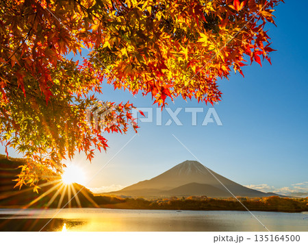 精進湖からの日の出と紅葉と富士山 135164500