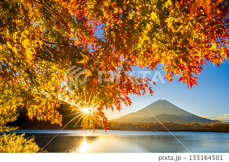 精進湖からの紅葉と日の出と富士山 135164501