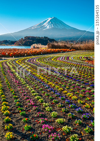 大石公園からのパンジーの花畑と冠雪した富士山 大石公園からのパンジーの花畑と冠雪した富士山 135164535