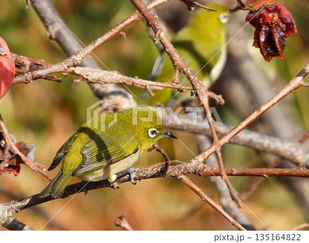 木の枝に留まるメジロ 135164822