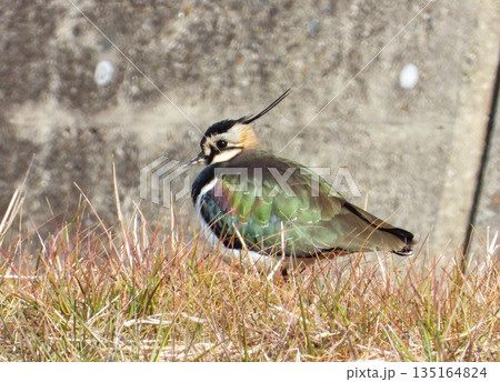 草むらに降りたタゲリ 135164824