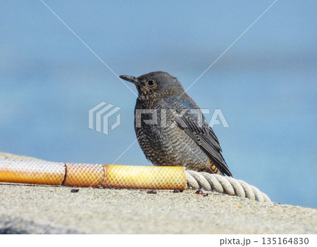 水辺に佇むイソヒヨドリの幼鳥 135164830
