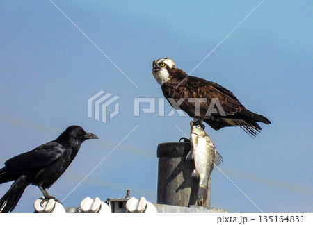 獲物を捕らえたミサゴと、それを狙うカラス 135164831