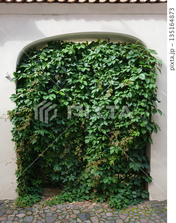 An old stone wall with an arch draped in ivy An old stone wall with an arch draped in ivy 135164873
