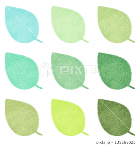 ふんわりした新緑、若葉の素材 135165023