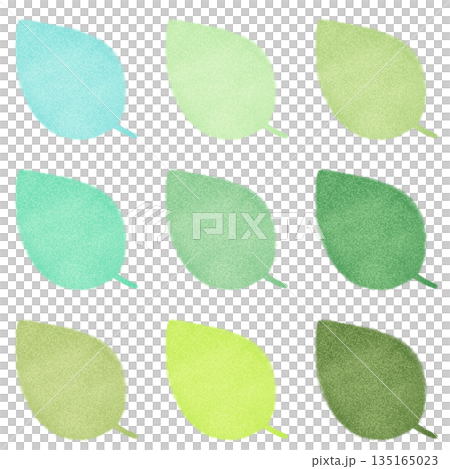 ふんわりした新緑、若葉の素材 135165023