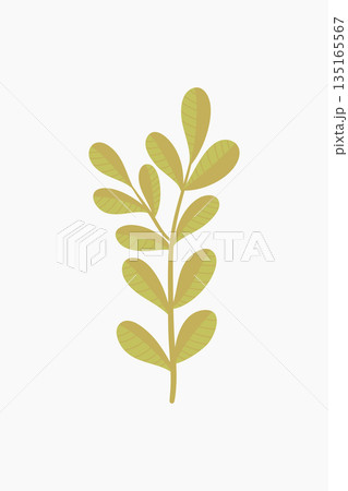 Elegant botanical illustration of yellow olive branch on white background Elegant botanical illustration of yellow olive branch on white background 135165567