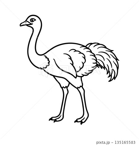 Elegant Ostrich Vector Illustration Outline Design for Creative Projects 135165583