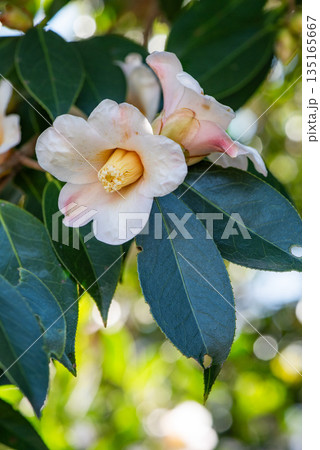 白いツバキの花 白いツバキの花 135165667