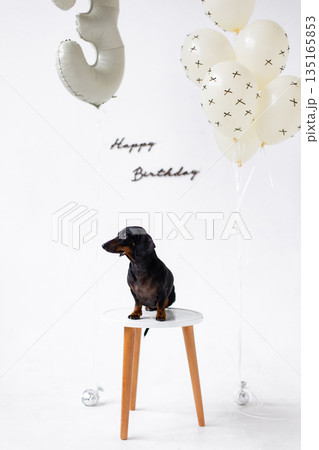 A black and tan dachshund sits on a small table, celebrating a birthday with balloons and decorations. A black and tan dachshund sits on a small table, celebrating a birthday with balloons and decorations. 135165853