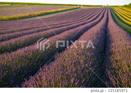Lavender field as natural floral background. Minimalistic nature background featuring a lavender field during blooming season. Lavender field as natural floral background. Minimalistic nature background featuring a lavender field during blooming season. 135165971