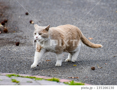 散歩中の猫 135166130