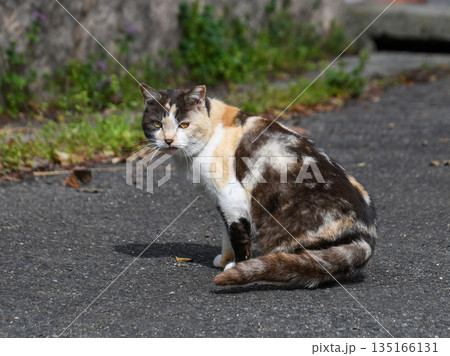 後ろを警戒している猫 後ろを警戒している猫 135166131