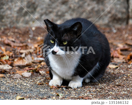 伏せて何かをじっと見つめている猫 伏せて何かをじっと見つめている猫 135166132