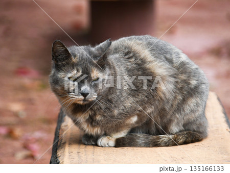 ベンチの上で伏せている猫 ベンチの上で伏せている猫 135166133