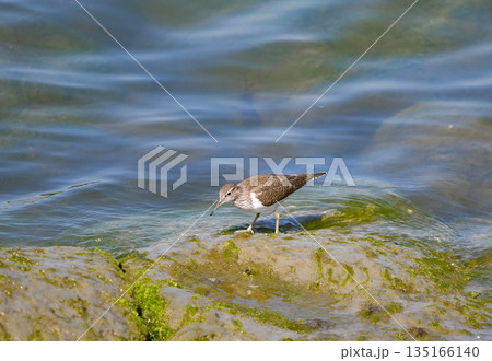 海辺を歩くイソシギ 135166140
