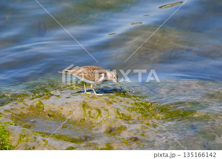 海辺を歩くイソシギ 海辺を歩くイソシギ 135166142