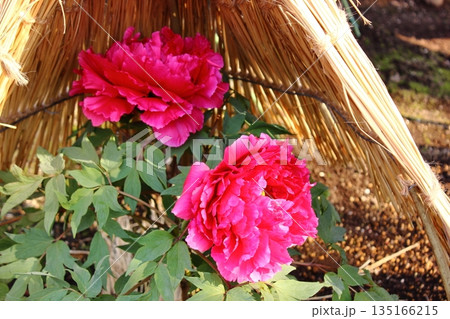 2026年1月に上野のぼたん苑に咲いた「緋扇（ひせん）」という名の冬ぼたん 135166215