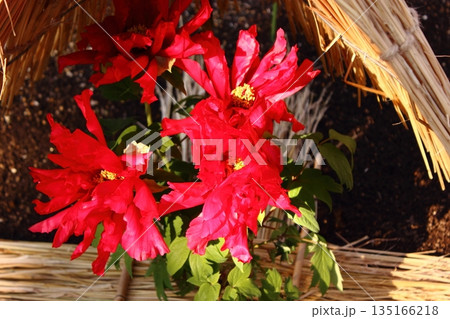 2026年1月に上野のぼたん苑に咲いた「美玉（びぎょく）」という名の冬ぼたん（1） 135166218