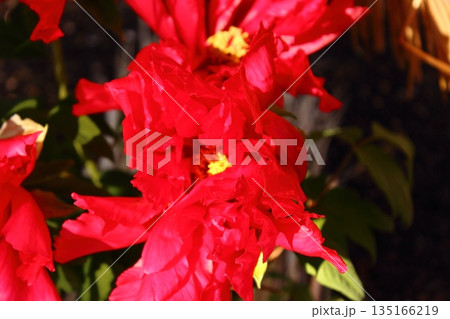 2026年1月に上野のぼたん苑に咲いた「美玉（びぎょく）」という名の冬ぼたん（2） 135166219