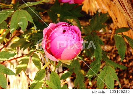 2026年1月に上野のぼたん苑に咲いた「日向（ひゅうが）」という名の冬ぼたん（1） 135166220