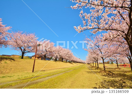満開に咲く新潟県長岡市越路河川公園の桜 135166509