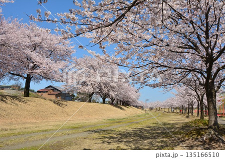 満開に咲く新潟県長岡市越路河川公園の桜 満開に咲く新潟県長岡市越路河川公園の桜 135166510