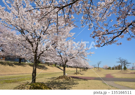 満開に咲く新潟県長岡市越路河川公園の桜 満開に咲く新潟県長岡市越路河川公園の桜 135166511