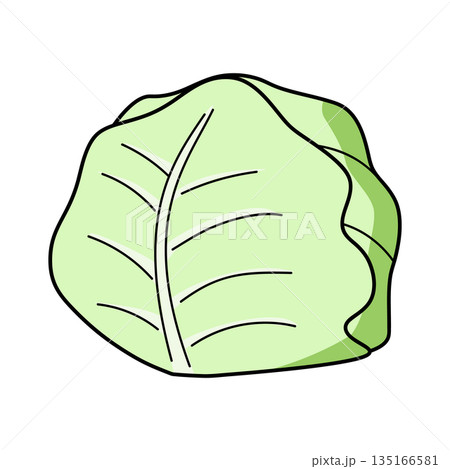 シンプルなキャベツのイラスト 135166581
