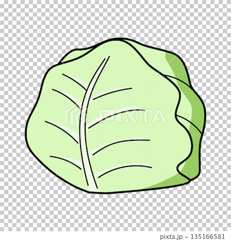 シンプルなキャベツのイラスト 135166581