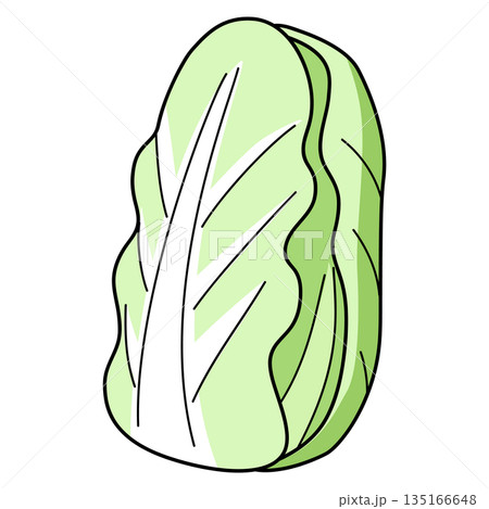 シンプルな白菜のイラスト 135166648